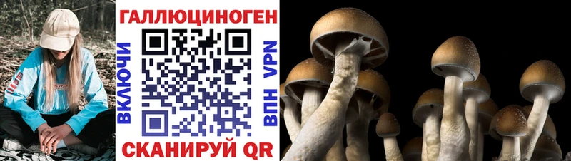 дарк нет официальный сайт  Еманжелинск  Псилоцибиновые грибы GOLDEN TEACHER  наркота 